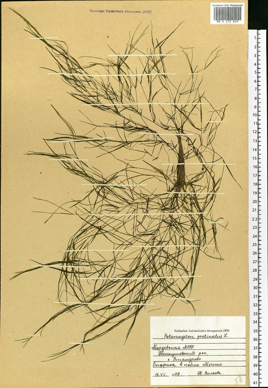 Stuckenia pectinata (L.) Börner, Eastern Europe, Middle Volga region (E8) (Russia)