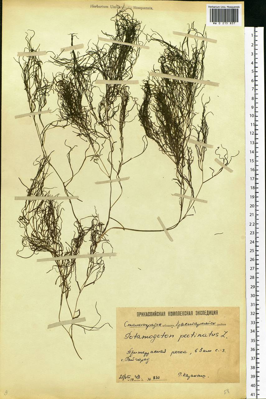 Stuckenia pectinata (L.) Börner, Eastern Europe, Lower Volga region (E9) (Russia)