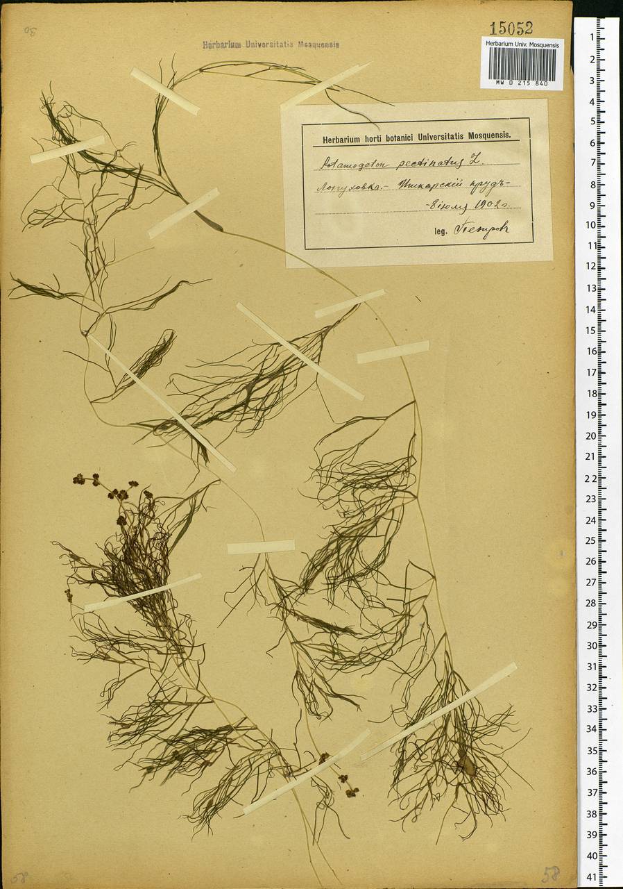 Stuckenia pectinata (L.) Börner, Eastern Europe, Lower Volga region (E9) (Russia)