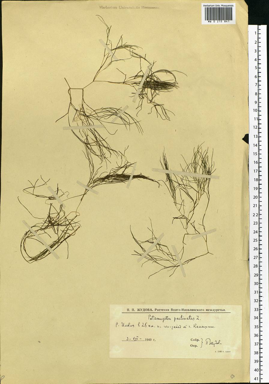 Stuckenia pectinata (L.) Börner, Eastern Europe, Lower Volga region (E9) (Russia)