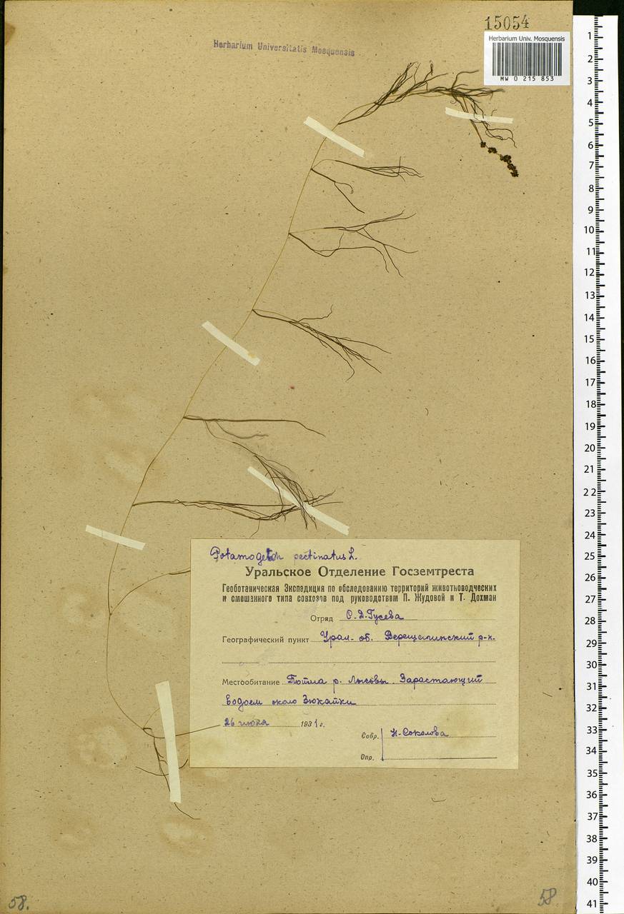 Stuckenia pectinata (L.) Börner, Eastern Europe, Eastern region (E10) (Russia)