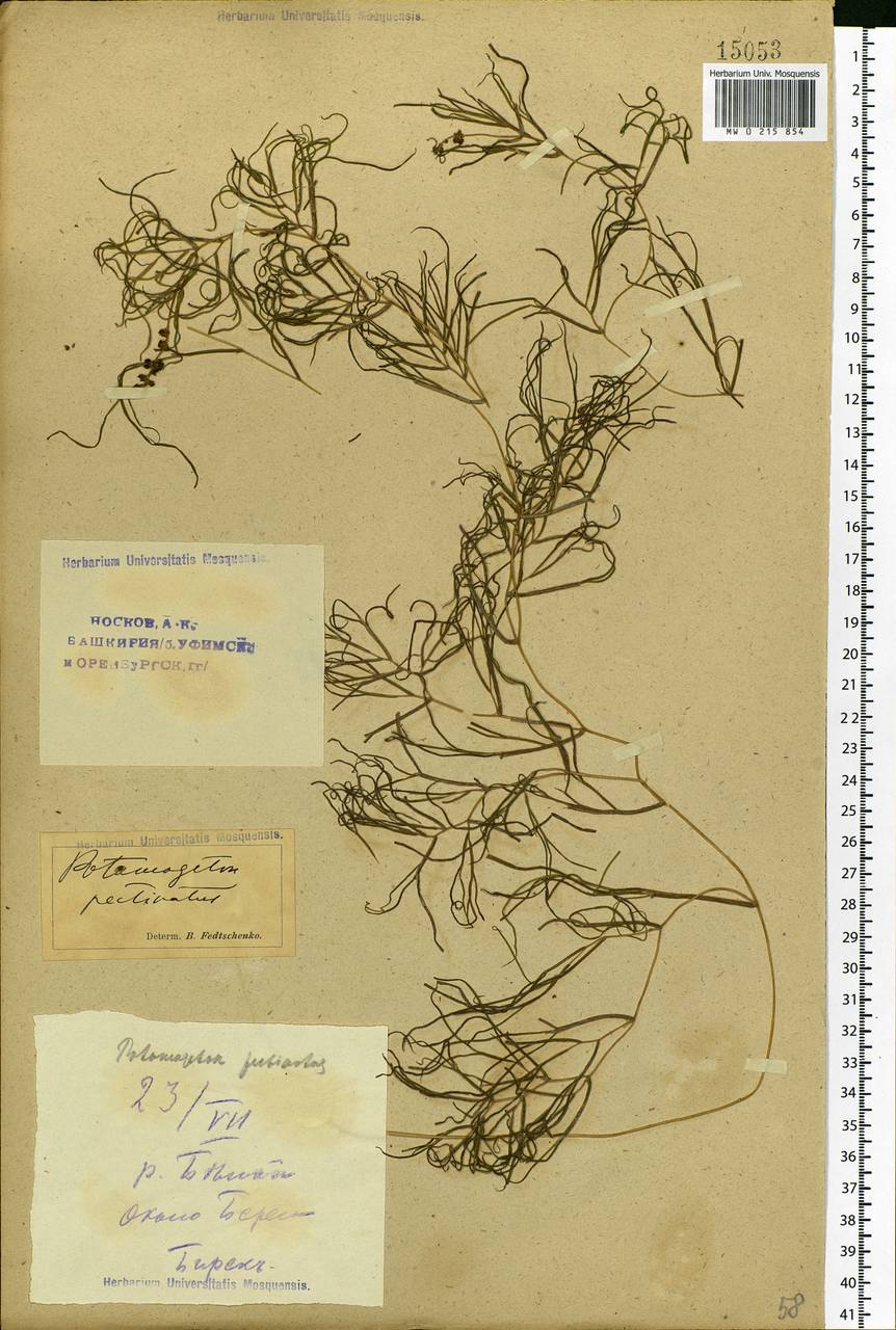 Stuckenia pectinata (L.) Börner, Eastern Europe, Eastern region (E10) (Russia)