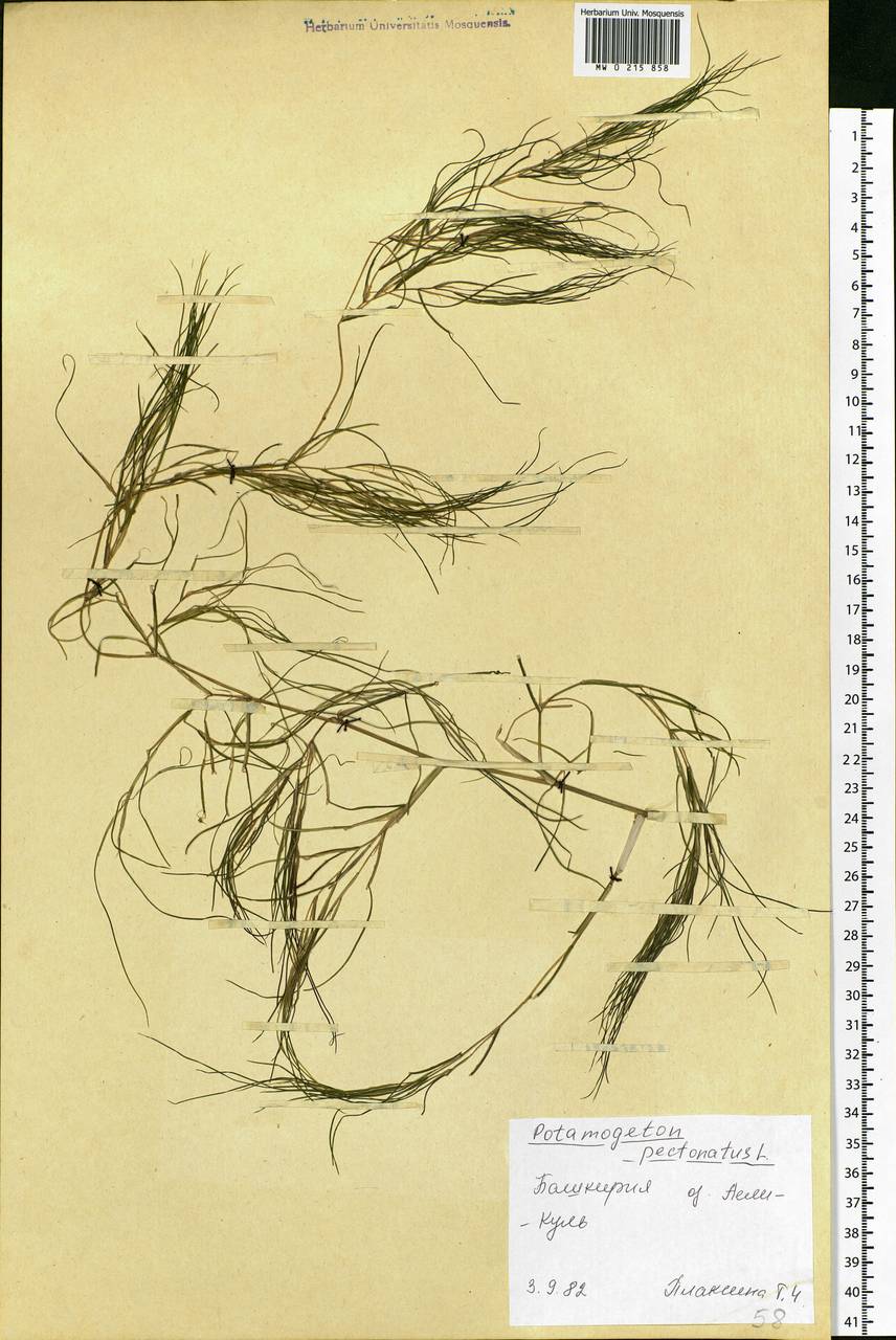 Stuckenia pectinata (L.) Börner, Eastern Europe, Eastern region (E10) (Russia)