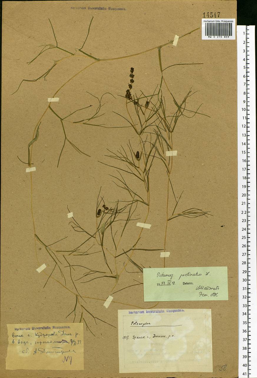 Stuckenia pectinata (L.) Börner, Middle Asia, Caspian Ustyurt & Northern Aralia (M8) (Kazakhstan)