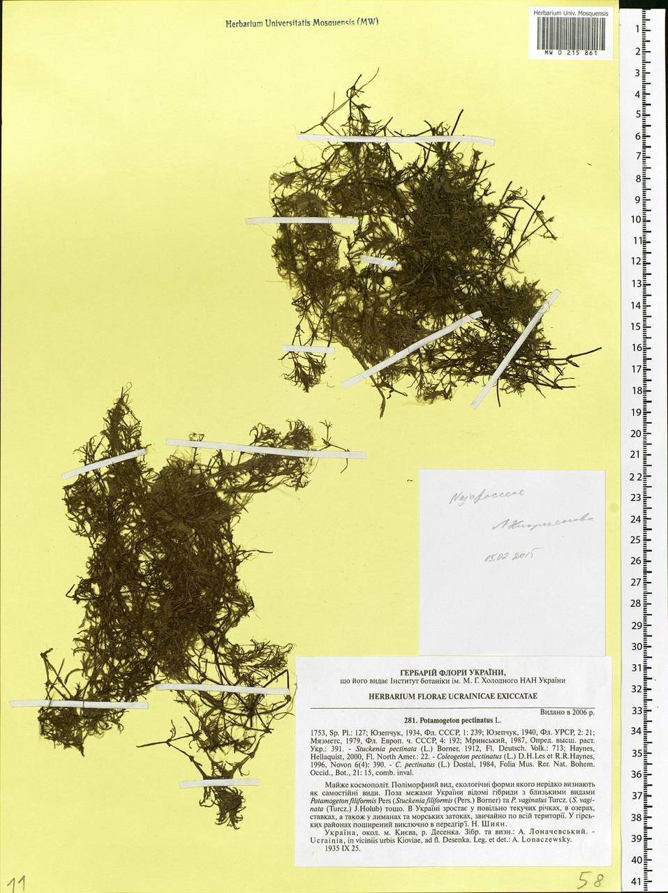 Stuckenia pectinata (L.) Börner, Eastern Europe, North Ukrainian region (E11) (Ukraine)