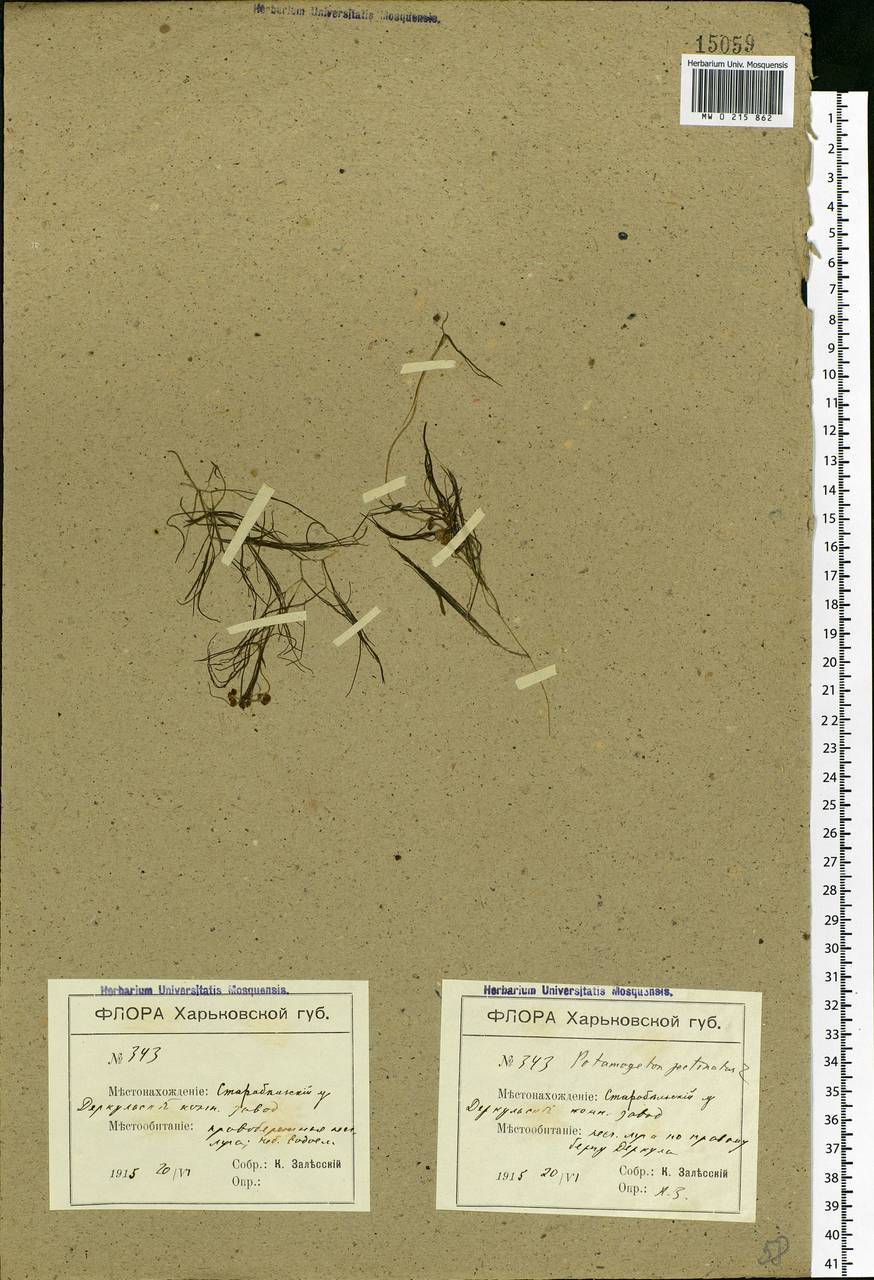 Stuckenia pectinata (L.) Börner, Eastern Europe, North Ukrainian region (E11) (Ukraine)