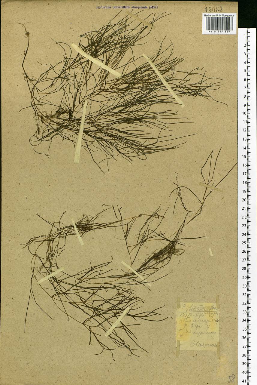 Stuckenia pectinata (L.) Börner, Eastern Europe, South Ukrainian region (E12) (Ukraine)