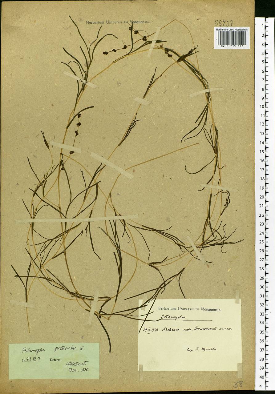 Stuckenia pectinata (L.) Börner, Eastern Europe, South Ukrainian region (E12) (Ukraine)