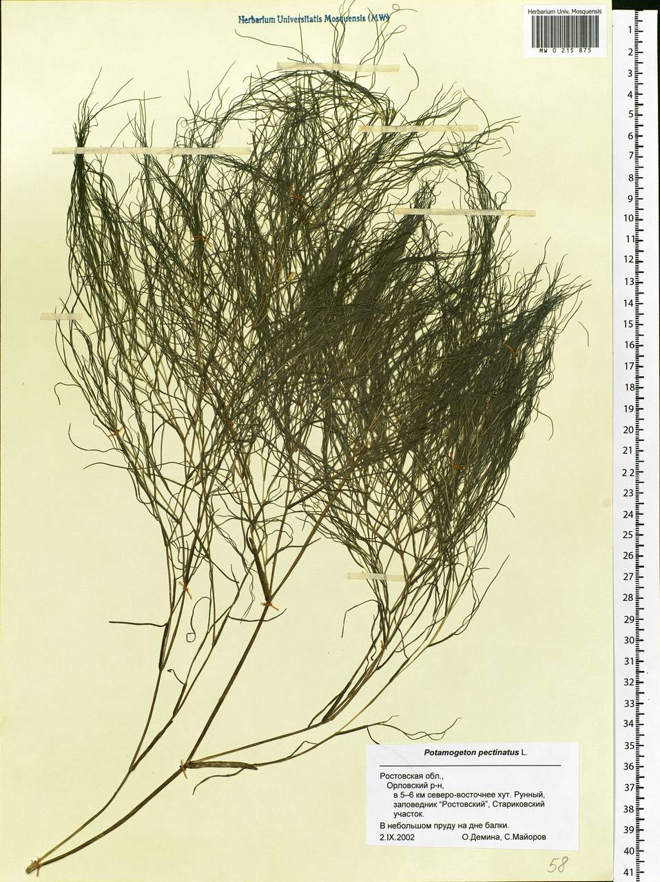 Stuckenia pectinata (L.) Börner, Eastern Europe, Rostov Oblast (E12a) (Russia)