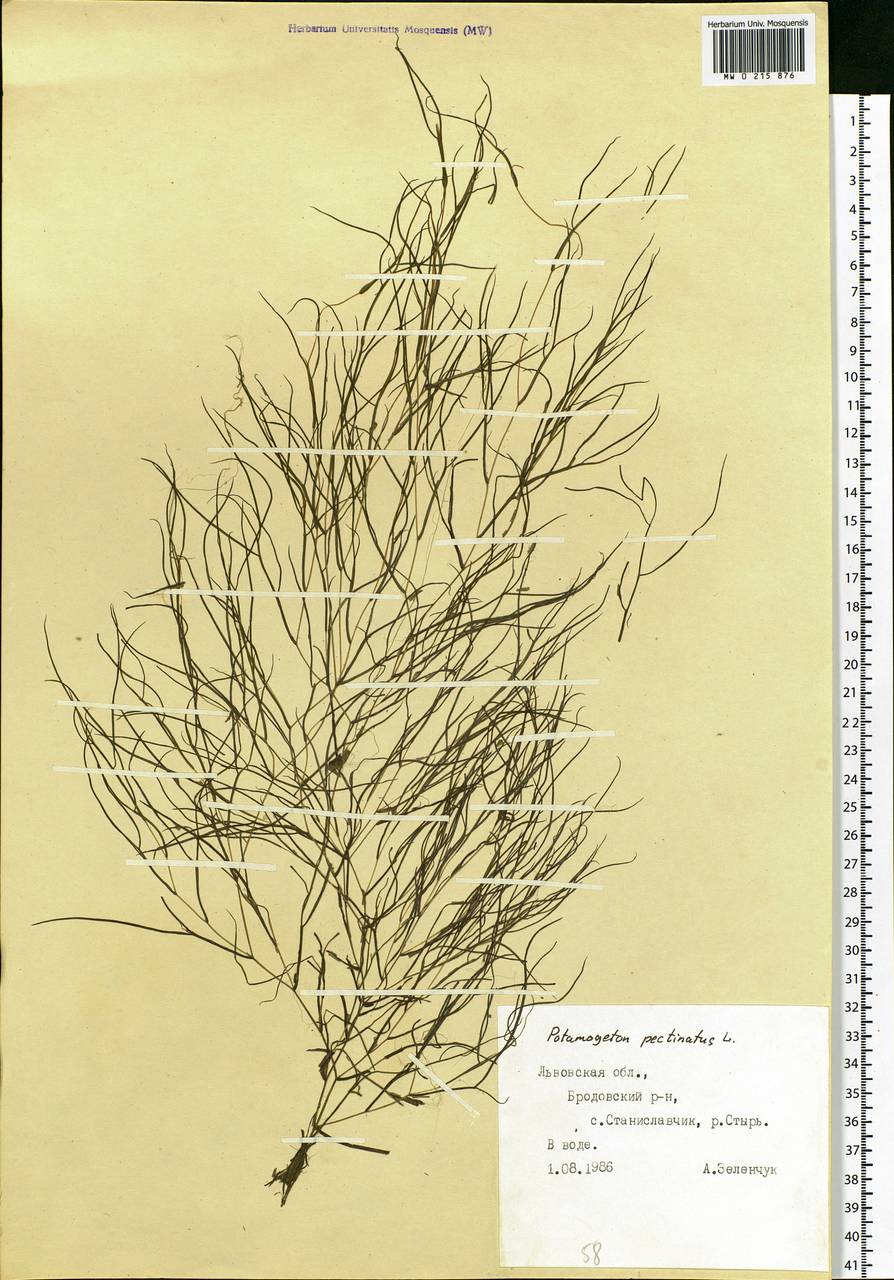 Stuckenia pectinata (L.) Börner, Eastern Europe, West Ukrainian region (E13) (Ukraine)