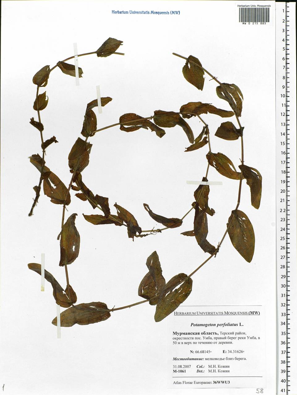 Potamogeton perfoliatus L., Eastern Europe, Northern region (E1) (Russia)