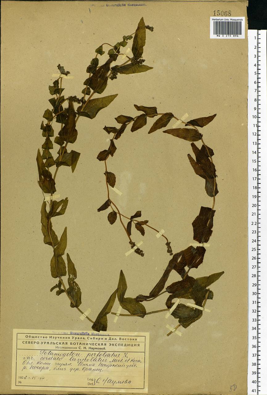 Potamogeton perfoliatus L., Eastern Europe, Northern region (E1) (Russia)