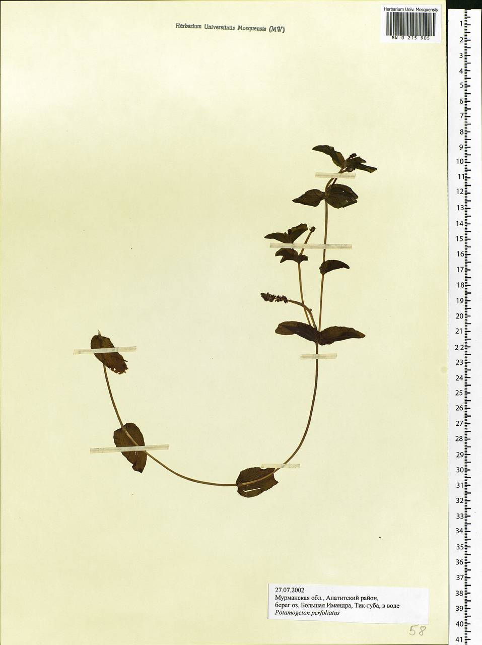 Potamogeton perfoliatus L., Eastern Europe, Northern region (E1) (Russia)