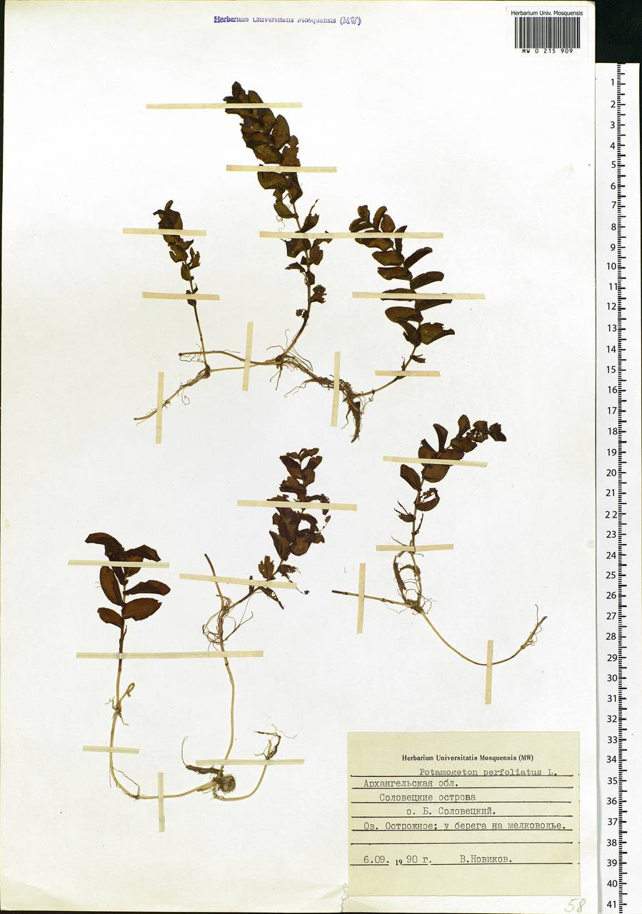 Potamogeton perfoliatus L., Eastern Europe, Northern region (E1) (Russia)