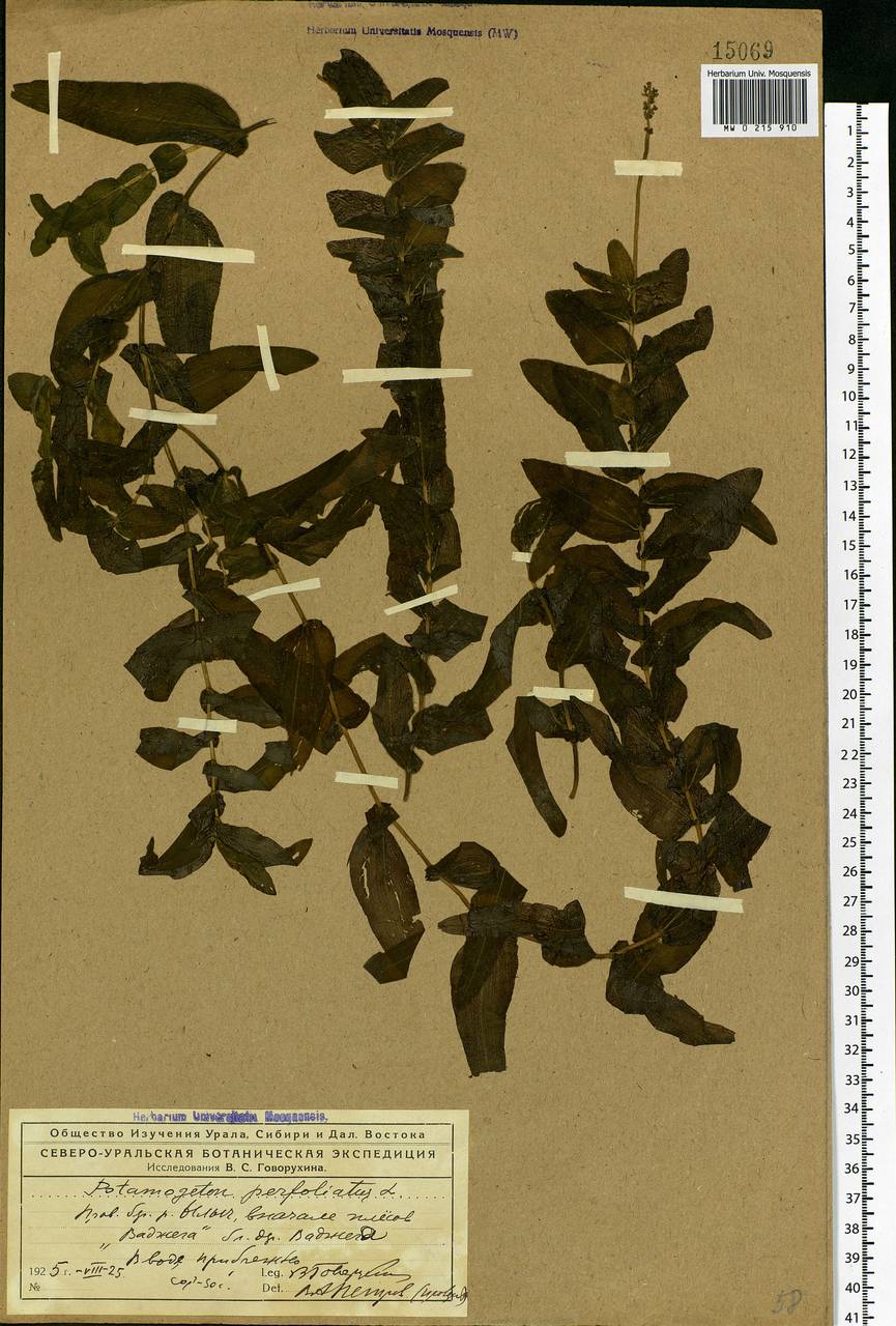 Potamogeton perfoliatus L., Eastern Europe, Northern region (E1) (Russia)