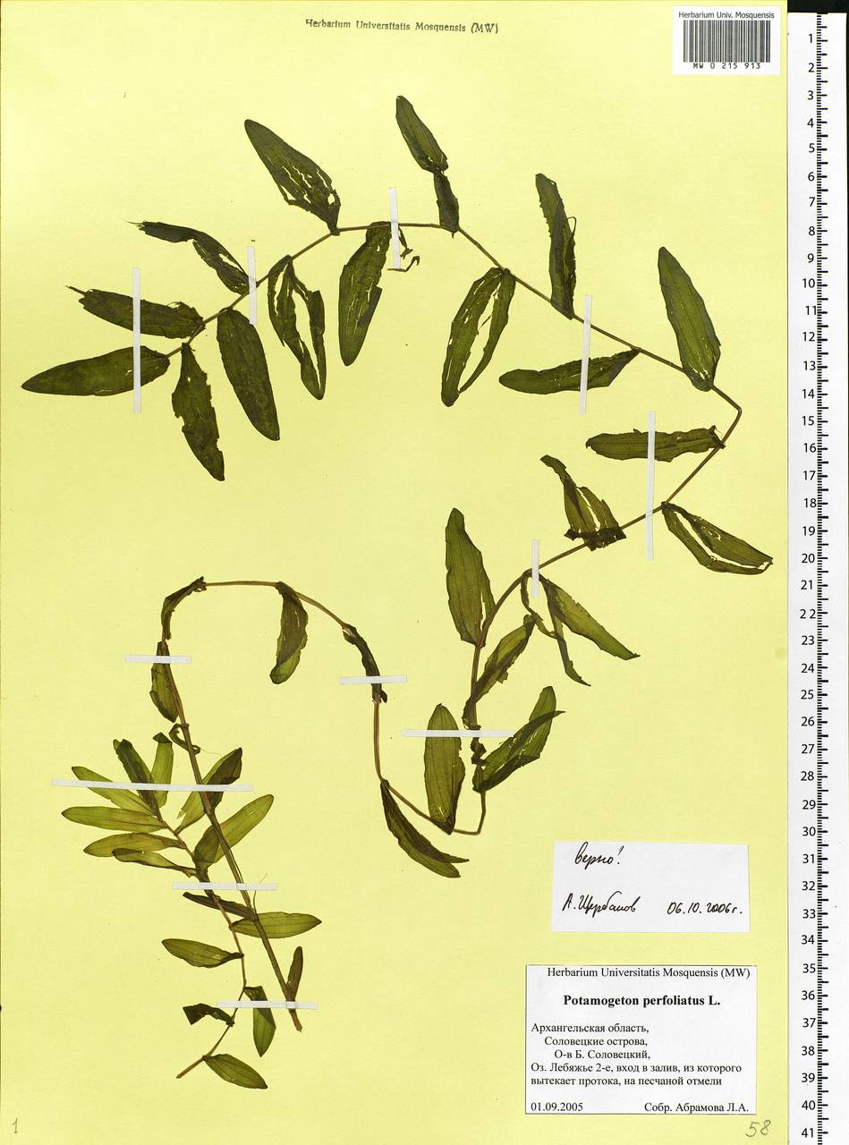 Potamogeton perfoliatus L., Eastern Europe, Northern region (E1) (Russia)