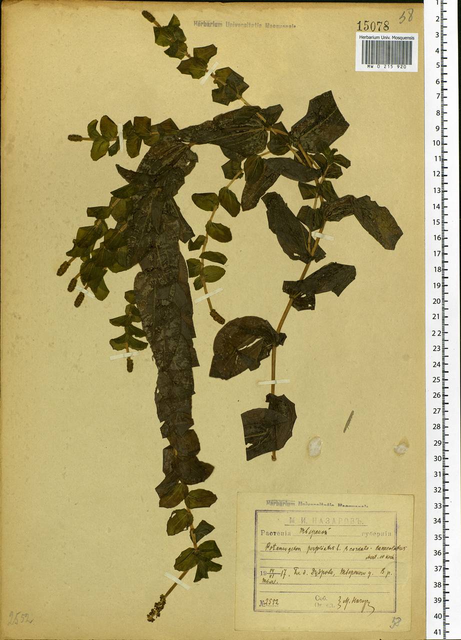 Potamogeton perfoliatus L., Eastern Europe, North-Western region (E2) (Russia)