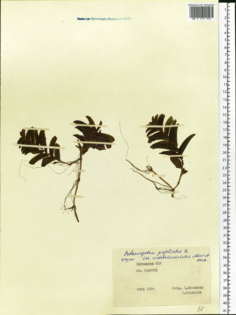Potamogeton perfoliatus L., Eastern Europe, Lithuania (E2a) (Lithuania)