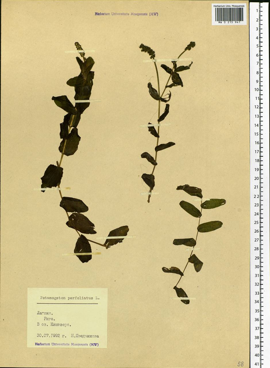 Potamogeton perfoliatus L., Eastern Europe, Latvia (E2b) (Latvia)