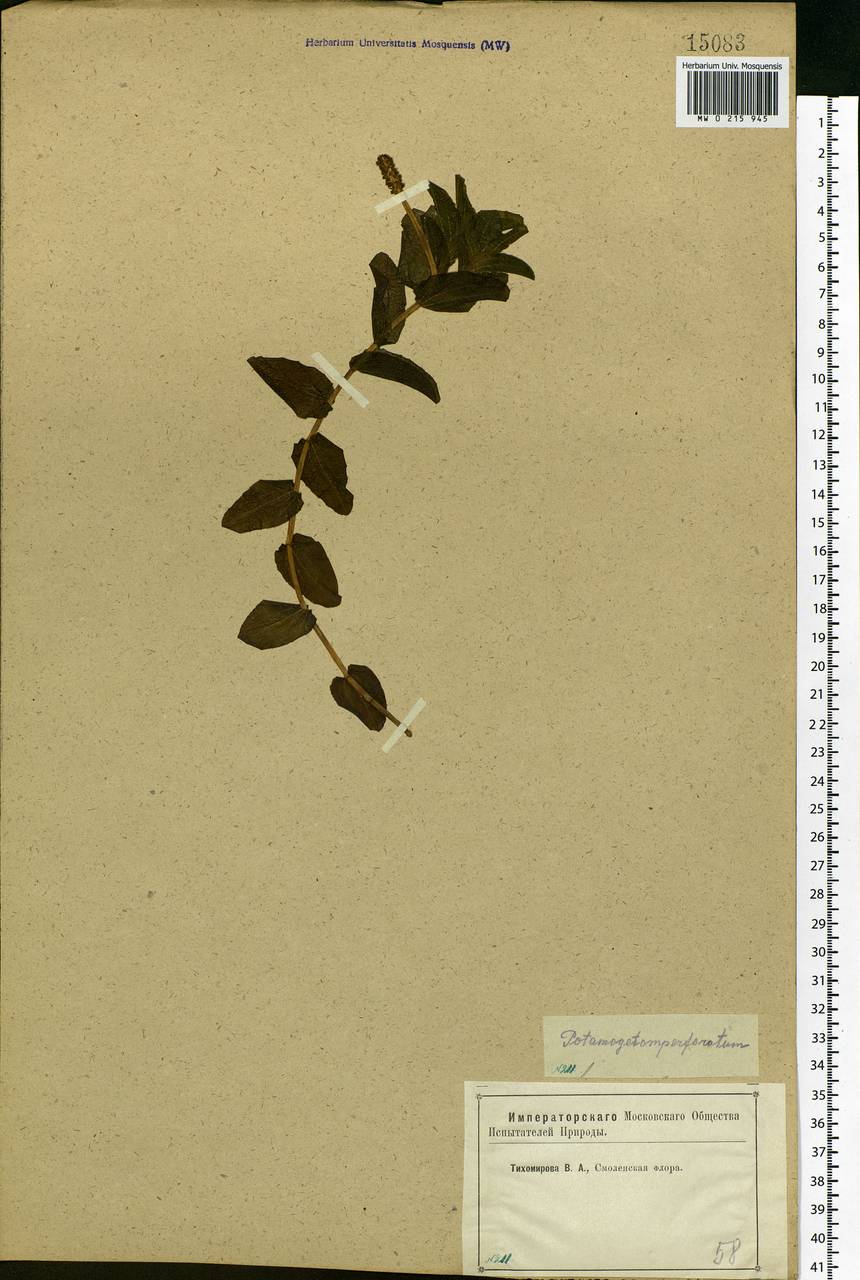 Potamogeton perfoliatus L., Eastern Europe, Western region (E3) (Russia)