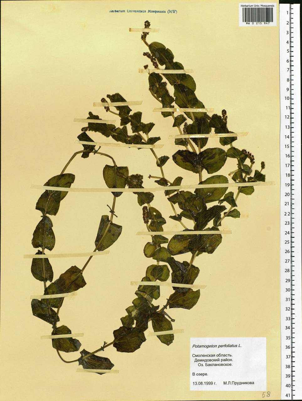 Potamogeton perfoliatus L., Eastern Europe, Western region (E3) (Russia)