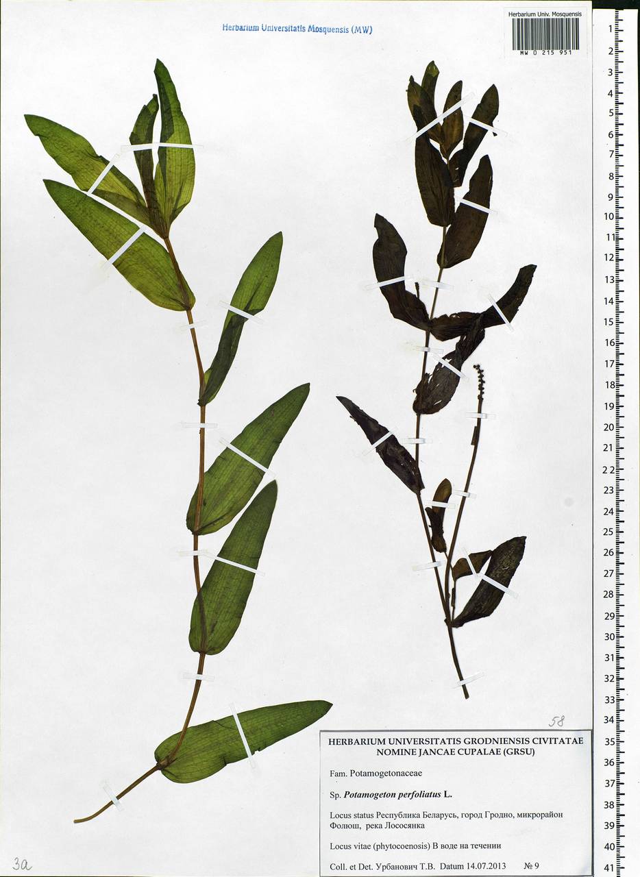 Potamogeton perfoliatus L., Eastern Europe, Belarus (E3a) (Belarus)