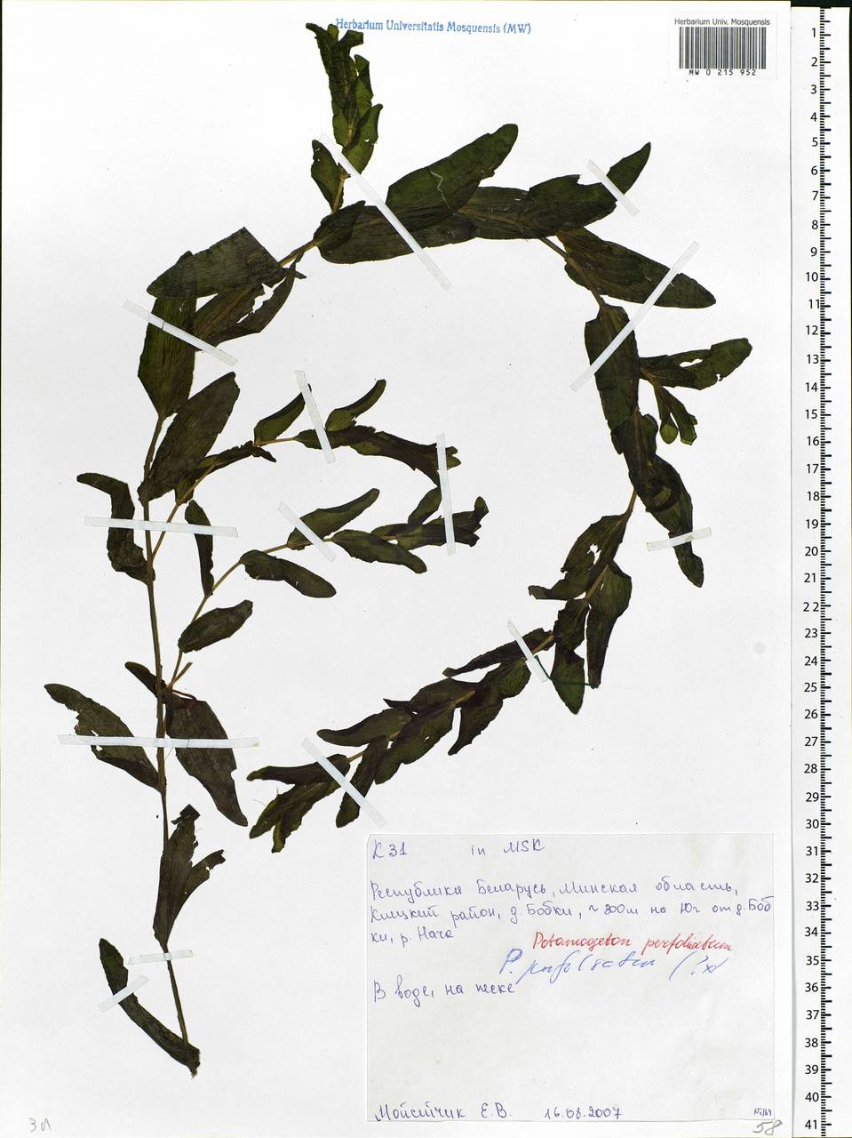 Potamogeton perfoliatus L., Eastern Europe, Belarus (E3a) (Belarus)