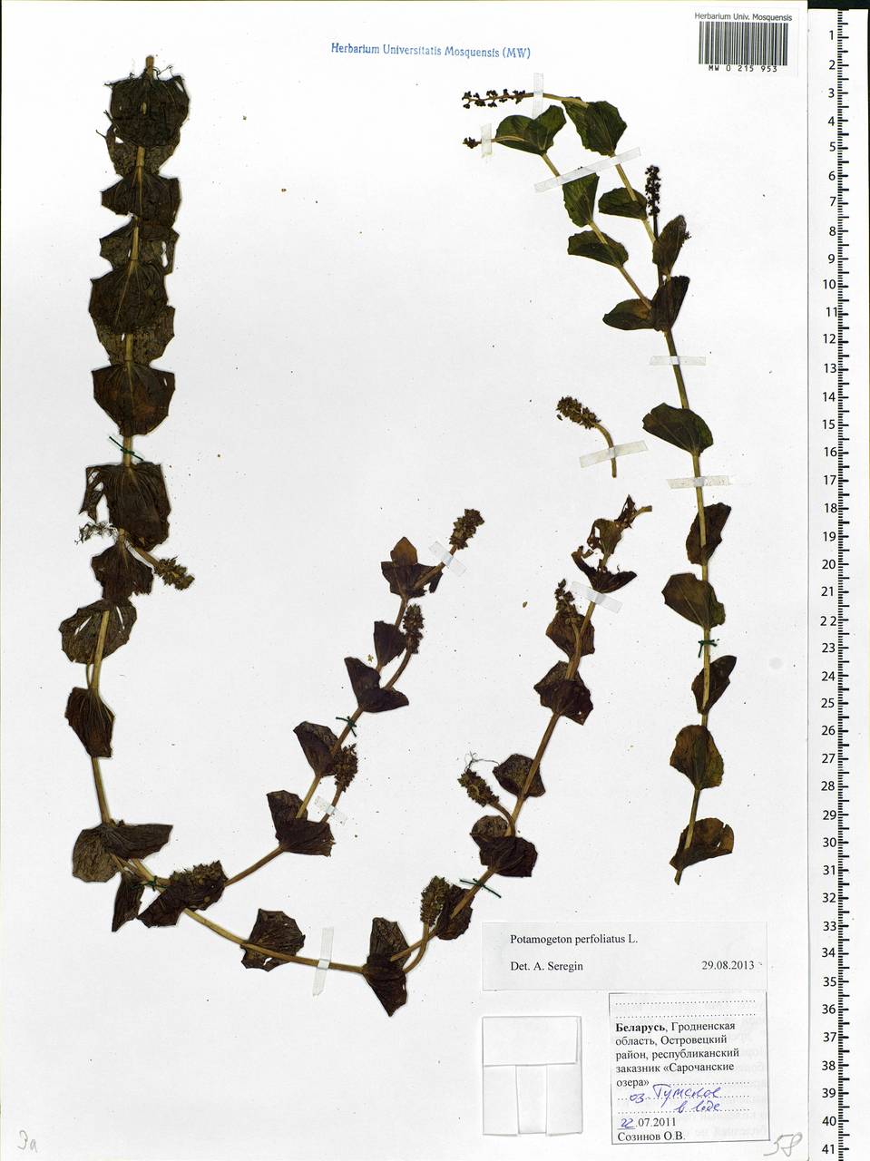 Potamogeton perfoliatus L., Eastern Europe, Belarus (E3a) (Belarus)