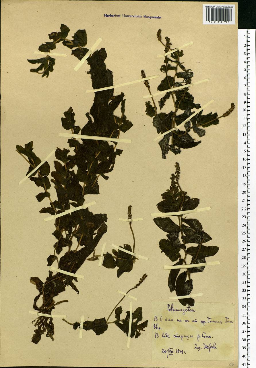 Potamogeton perfoliatus L., Eastern Europe, Belarus (E3a) (Belarus)