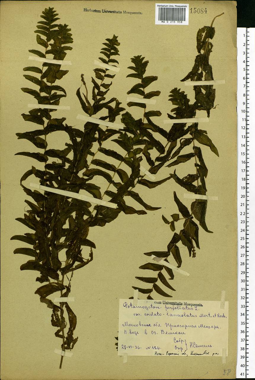 Potamogeton perfoliatus L., Eastern Europe, Central region (E4) (Russia)