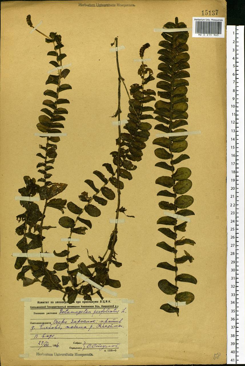 Potamogeton perfoliatus L., Eastern Europe, Central region (E4) (Russia)