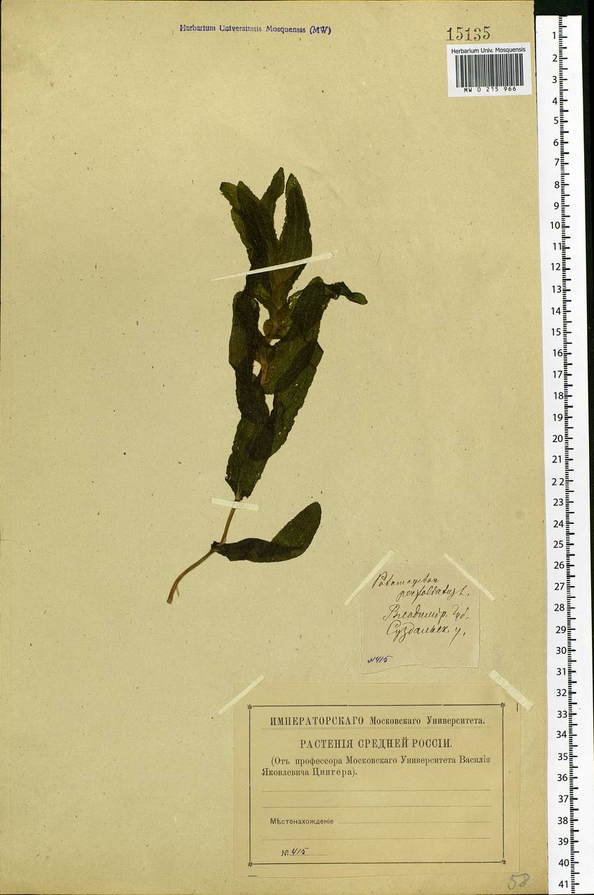 Potamogeton perfoliatus L., Eastern Europe, Central region (E4) (Russia)