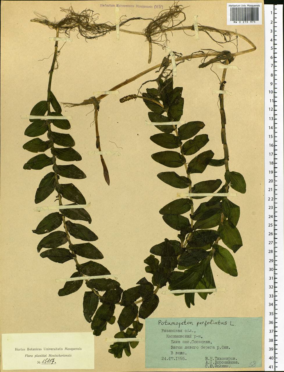 Potamogeton perfoliatus L., Eastern Europe, Central region (E4) (Russia)