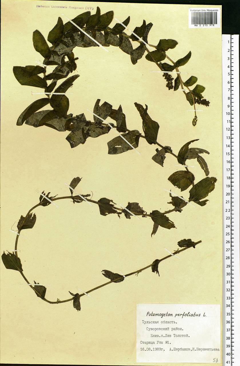 Potamogeton perfoliatus L., Eastern Europe, Central region (E4) (Russia)