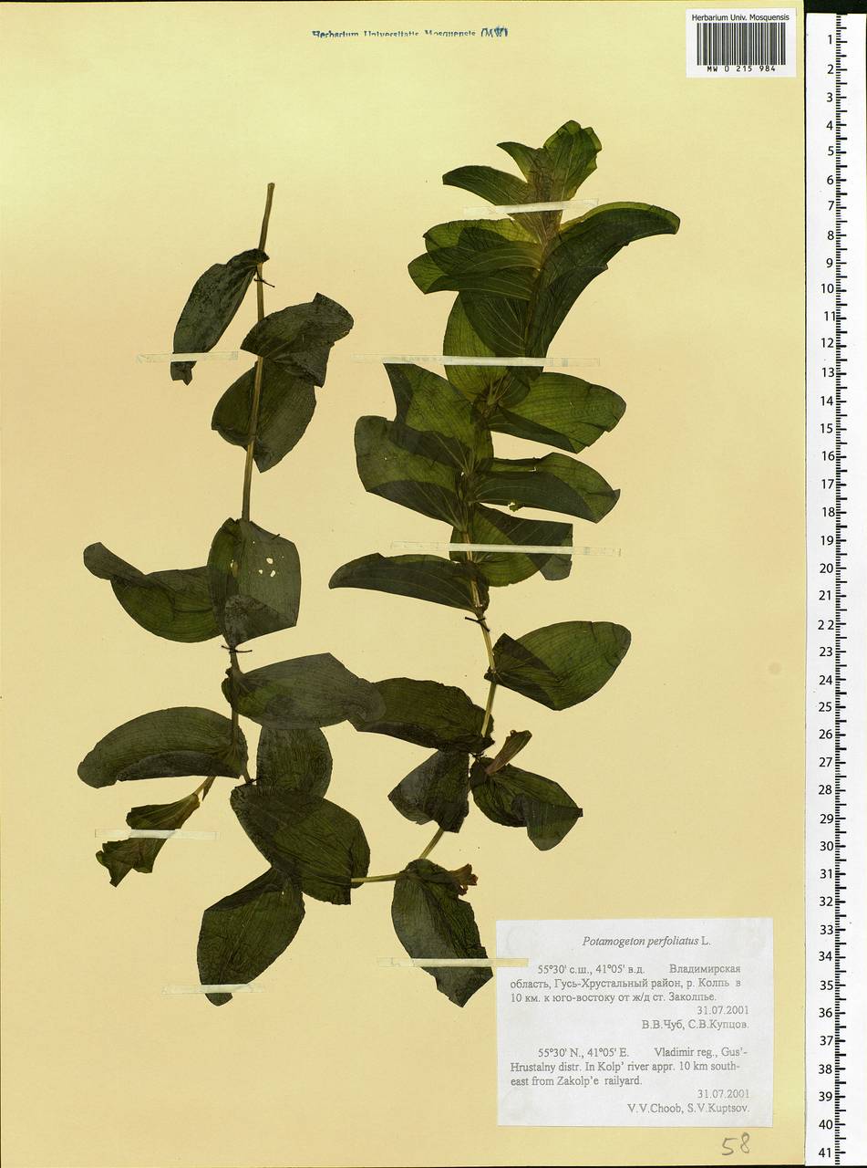 Potamogeton perfoliatus L., Eastern Europe, Central region (E4) (Russia)