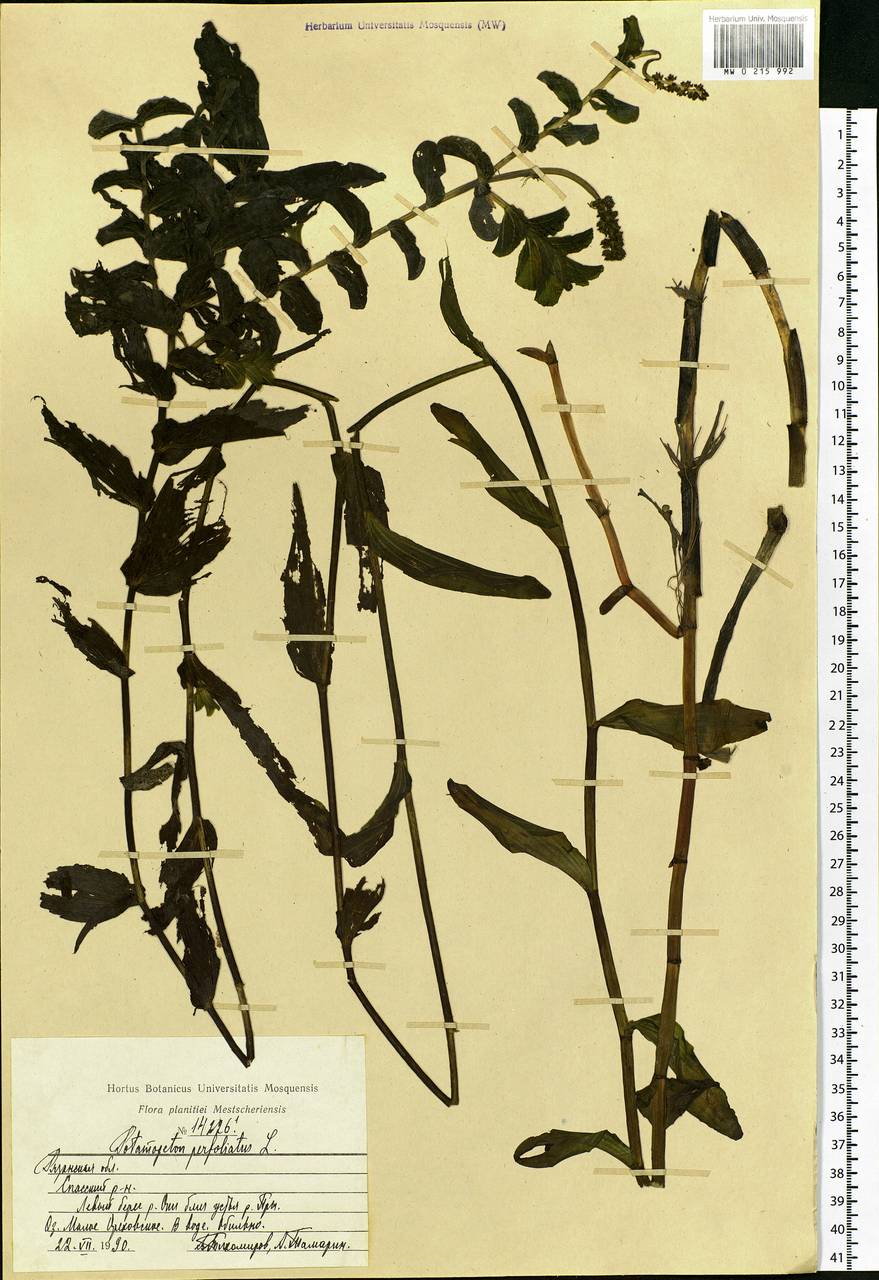 Potamogeton perfoliatus L., Eastern Europe, Central region (E4) (Russia)