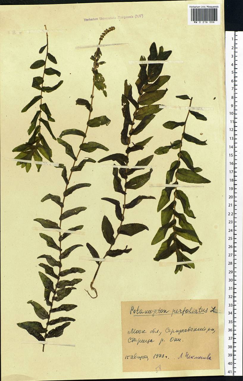 Potamogeton perfoliatus L., Eastern Europe, Moscow region (E4a) (Russia)