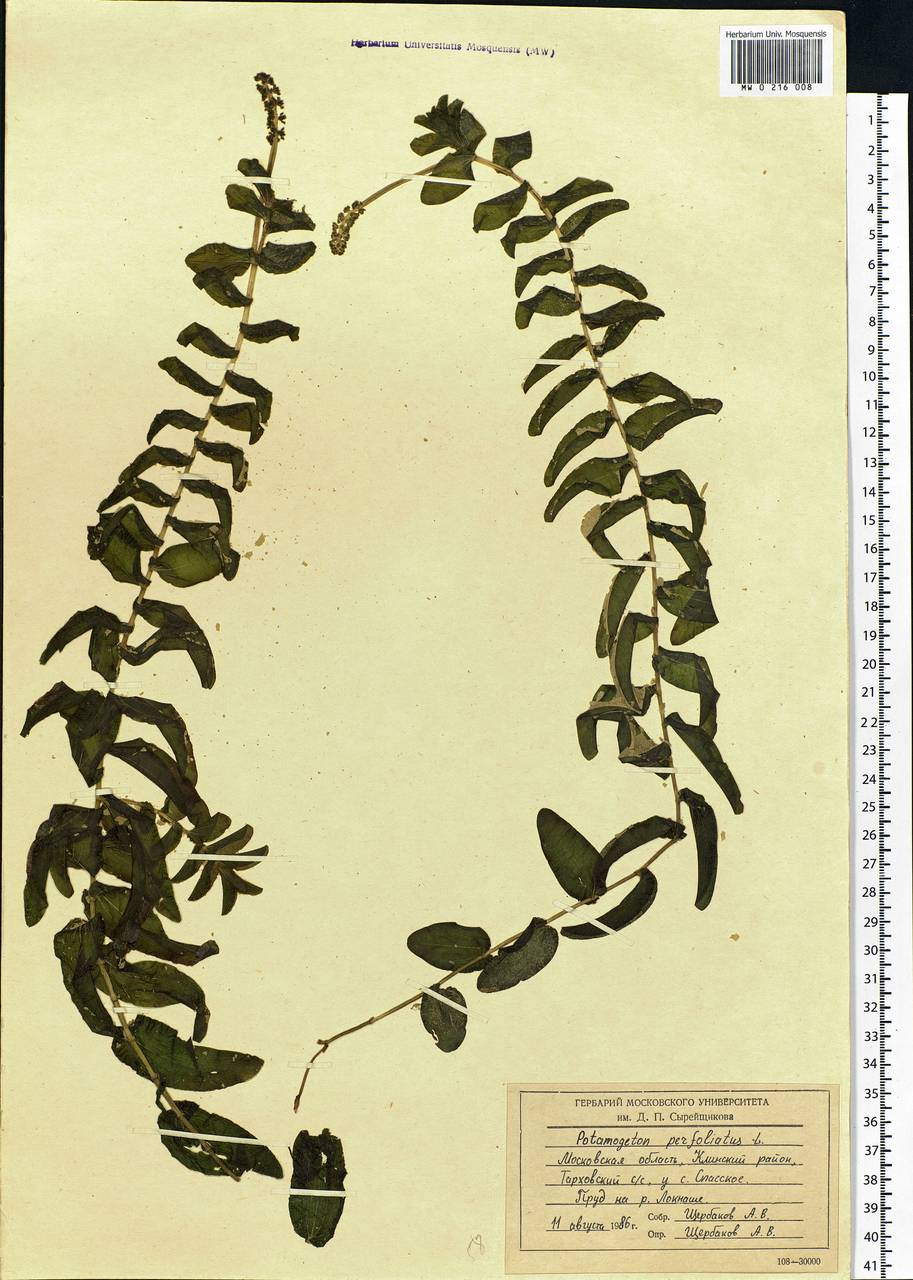 Potamogeton perfoliatus L., Eastern Europe, Moscow region (E4a) (Russia)