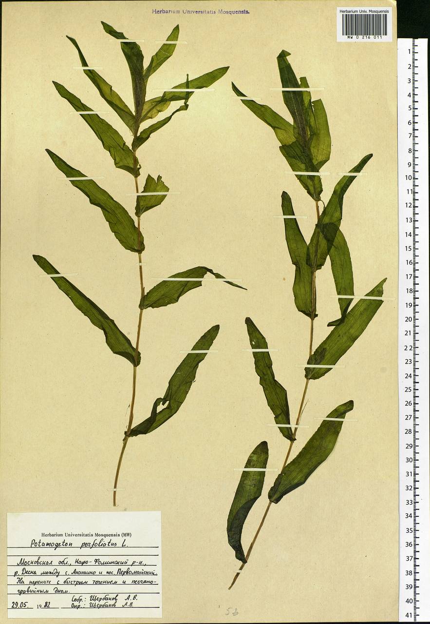 Potamogeton perfoliatus L., Eastern Europe, Moscow region (E4a) (Russia)