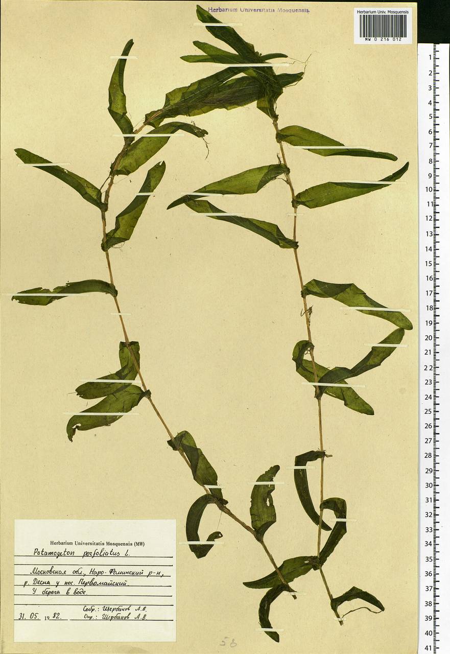 Potamogeton perfoliatus L., Eastern Europe, Moscow region (E4a) (Russia)