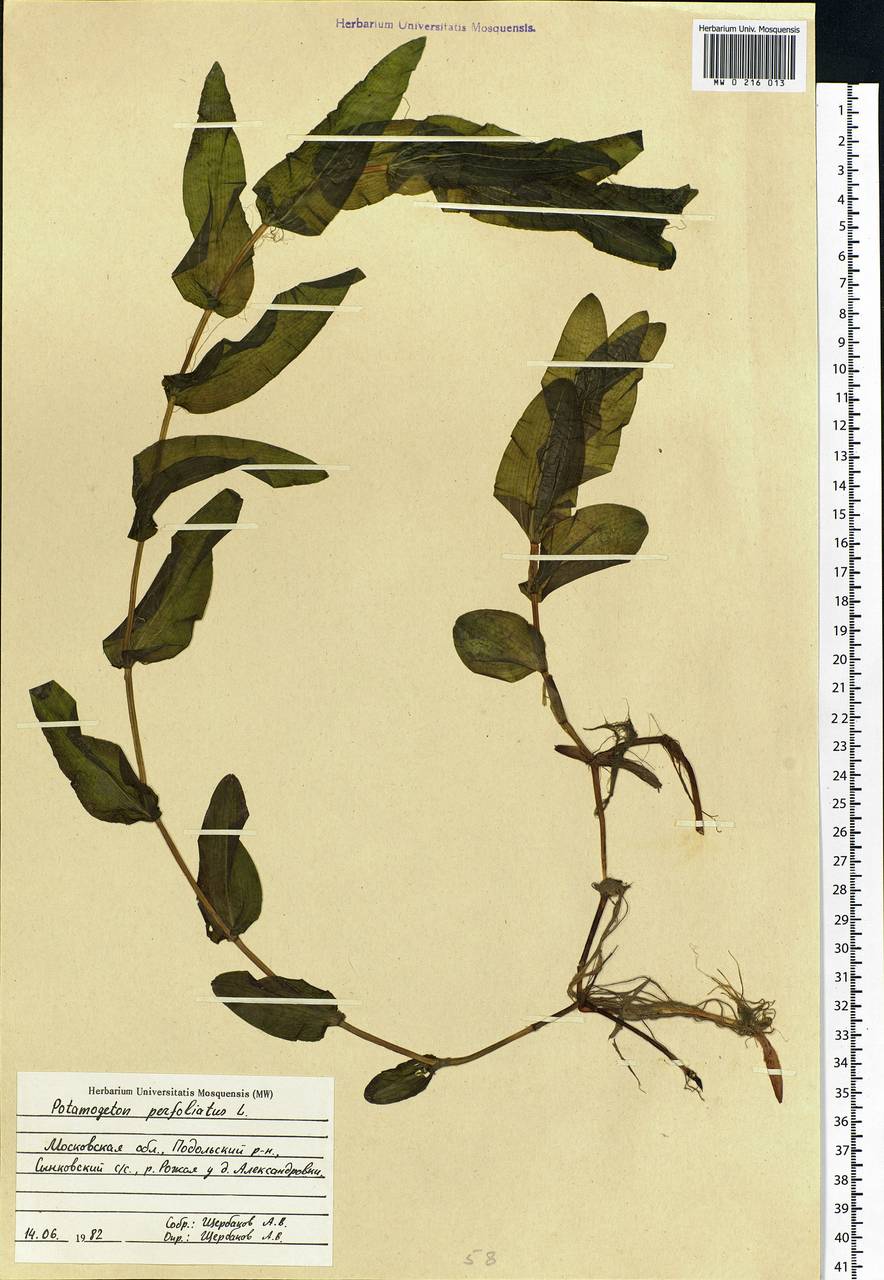 Potamogeton perfoliatus L., Eastern Europe, Moscow region (E4a) (Russia)