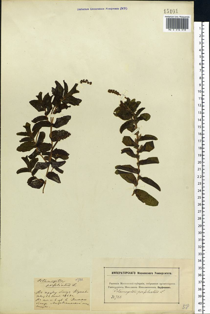 Potamogeton perfoliatus L., Eastern Europe, Moscow region (E4a) (Russia)