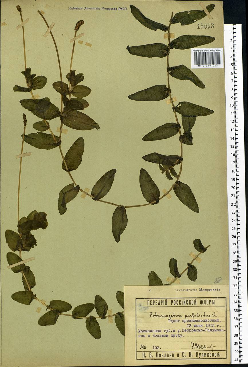 Potamogeton perfoliatus L., Eastern Europe, Moscow region (E4a) (Russia)