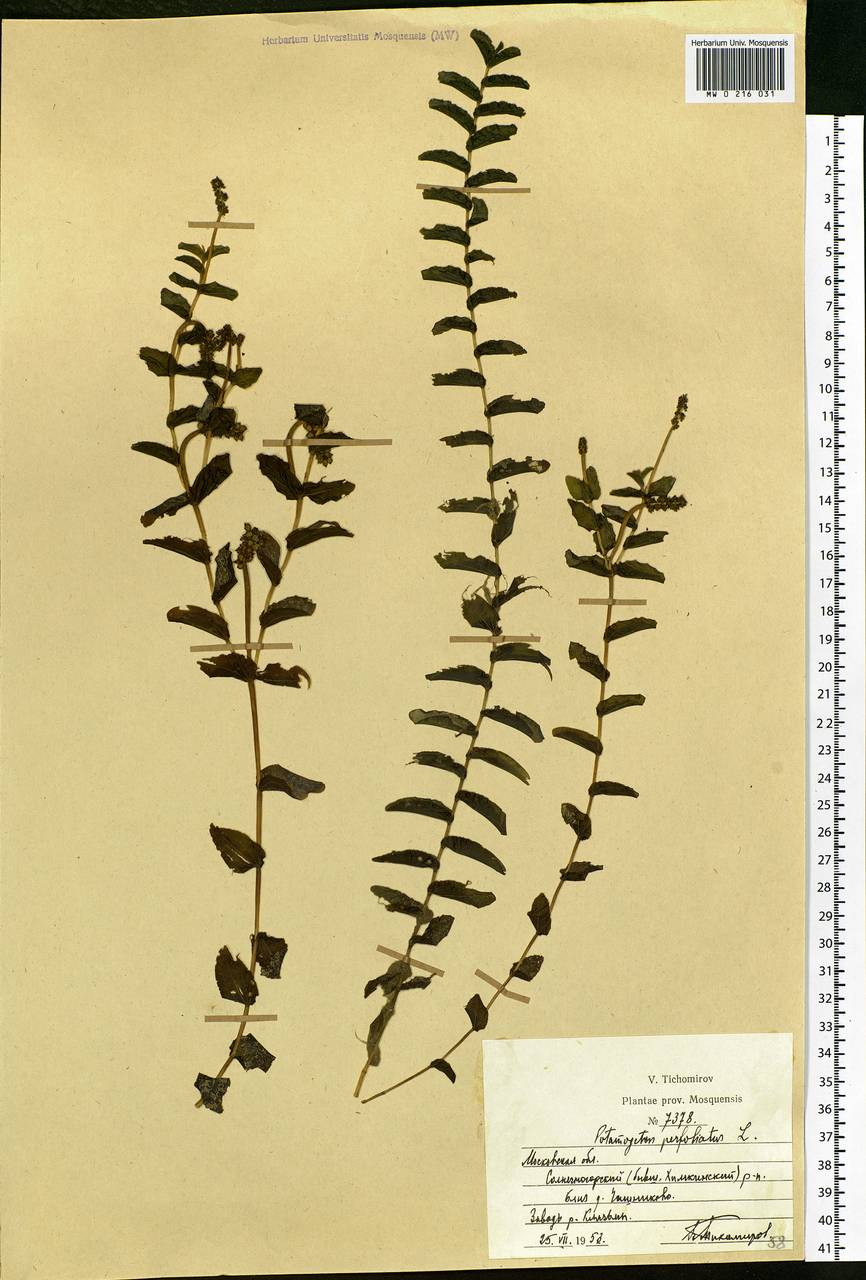 Potamogeton perfoliatus L., Eastern Europe, Moscow region (E4a) (Russia)