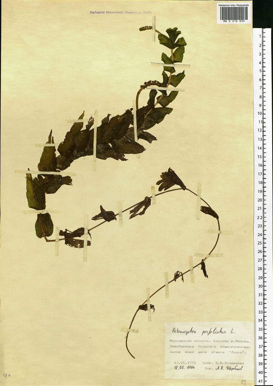 Potamogeton perfoliatus L., Eastern Europe, Moscow region (E4a) (Russia)