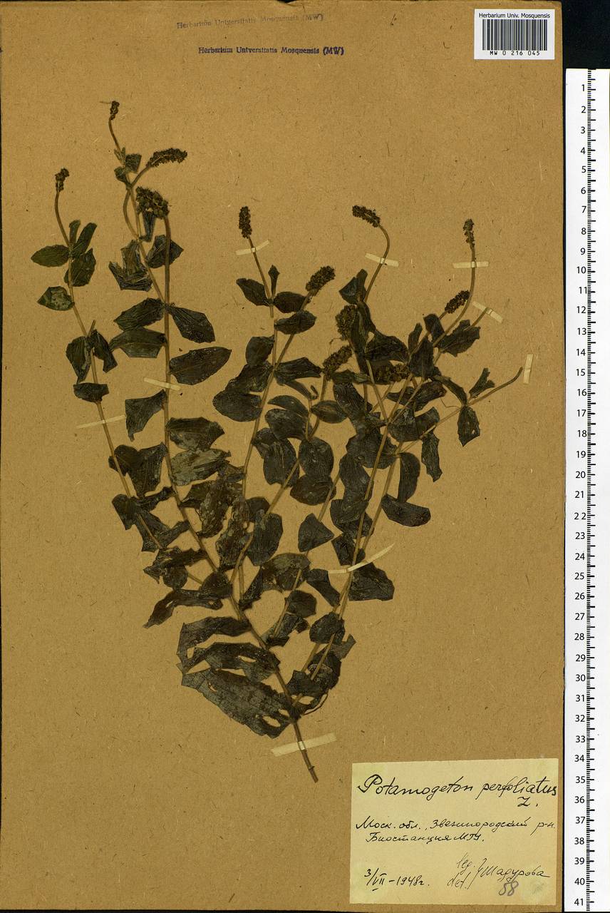 Potamogeton perfoliatus L., Eastern Europe, Moscow region (E4a) (Russia)