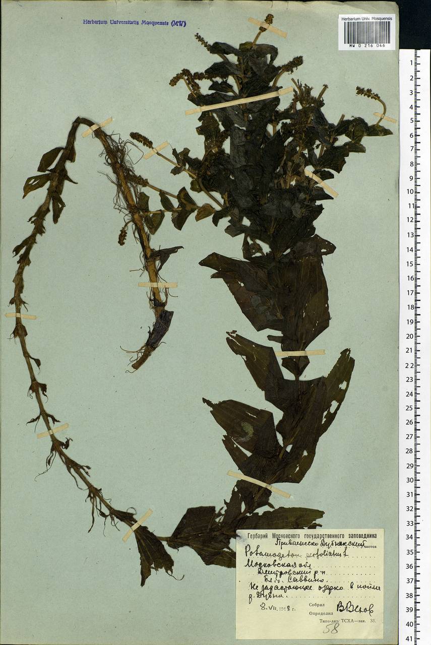 Potamogeton perfoliatus L., Eastern Europe, Moscow region (E4a) (Russia)