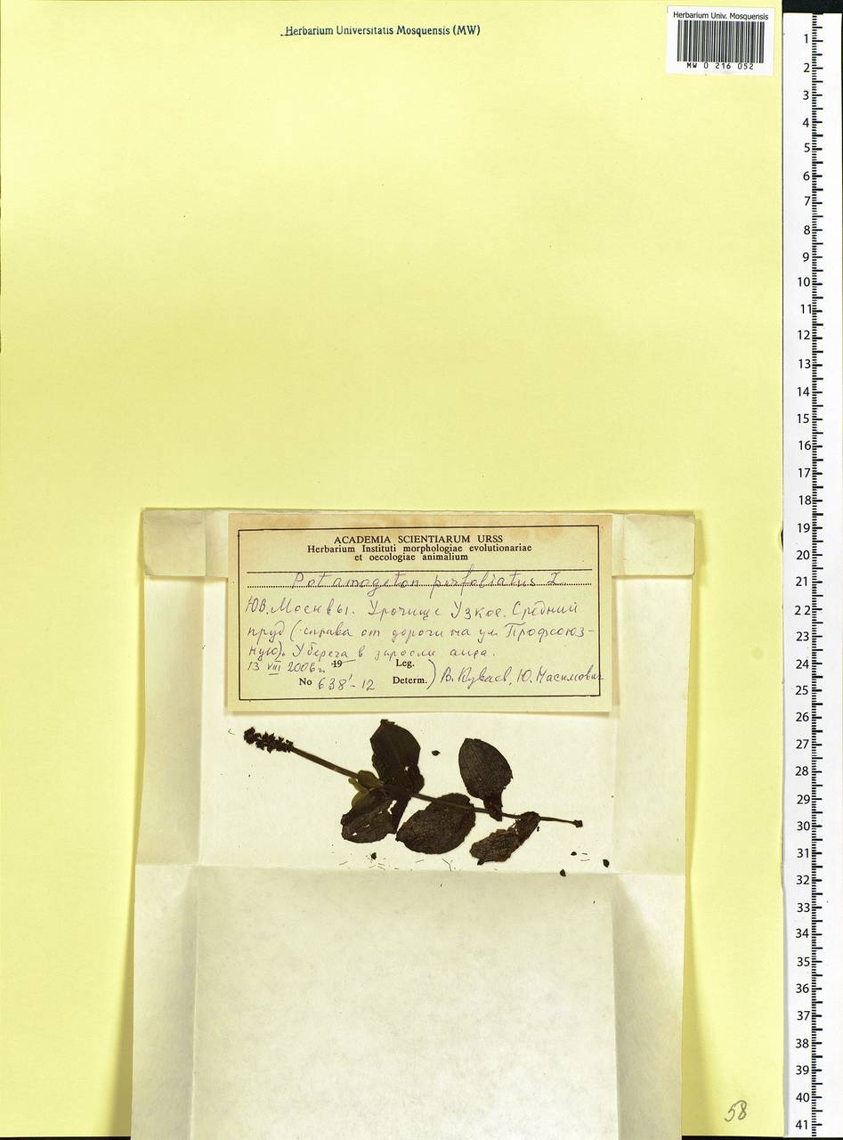 Potamogeton perfoliatus L., Eastern Europe, Moscow region (E4a) (Russia)