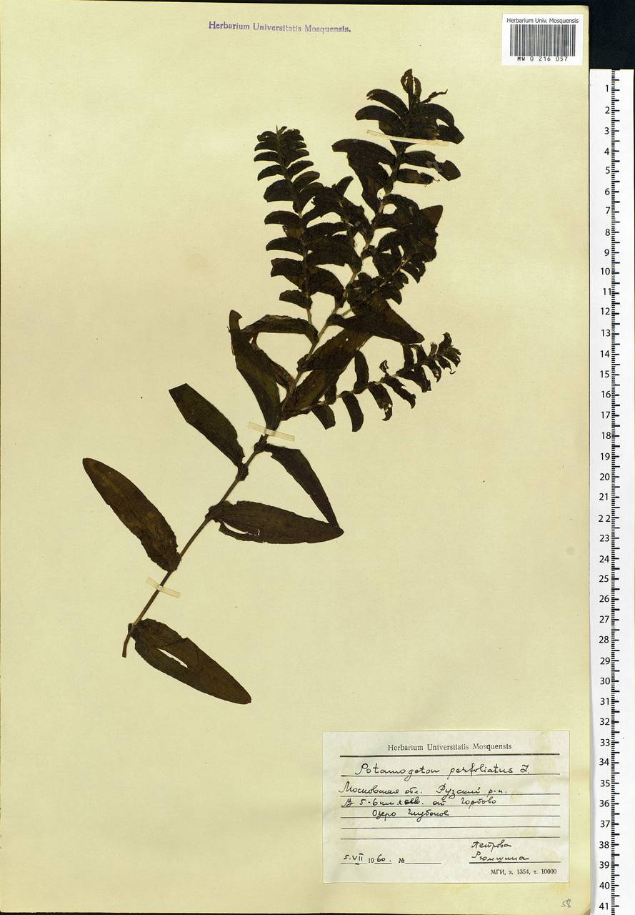 Potamogeton perfoliatus L., Eastern Europe, Moscow region (E4a) (Russia)