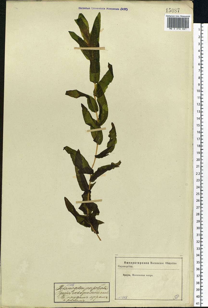 Potamogeton perfoliatus L., Eastern Europe, Moscow region (E4a) (Russia)